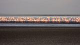 TANZANIA - Lake Natron - 033